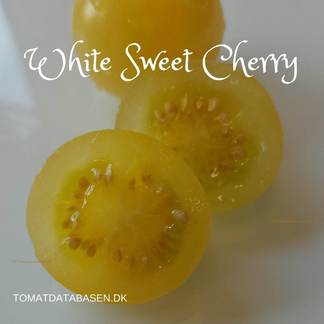 White Sweet Cherry (Toftegaard)